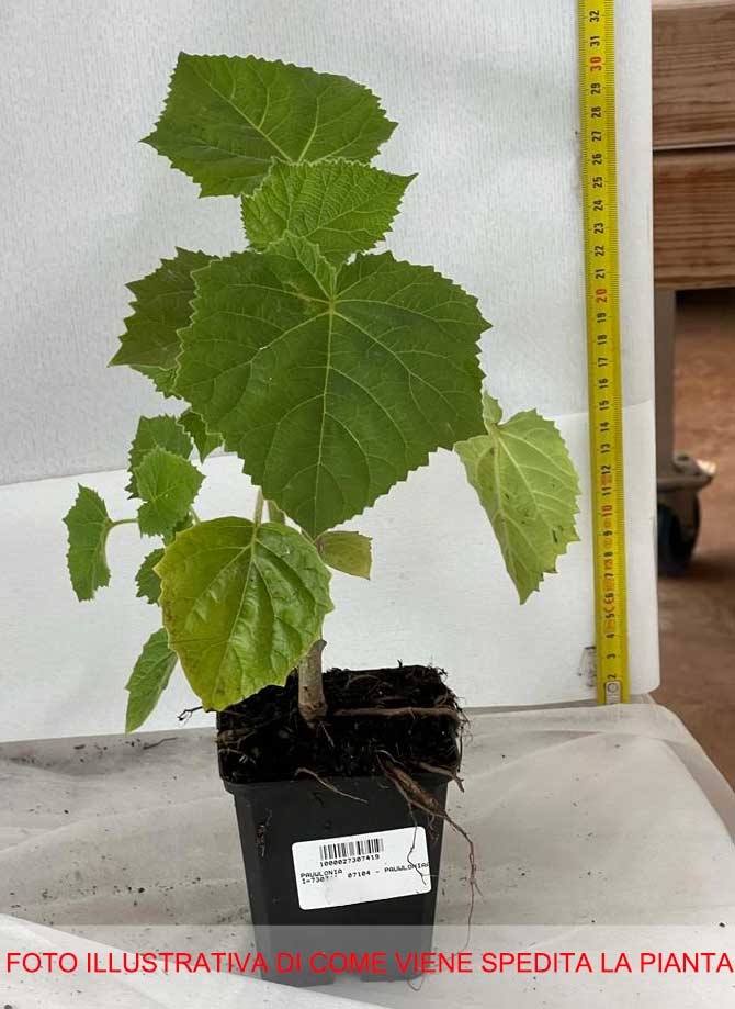 PAULOWNIA IN VASO 12CM