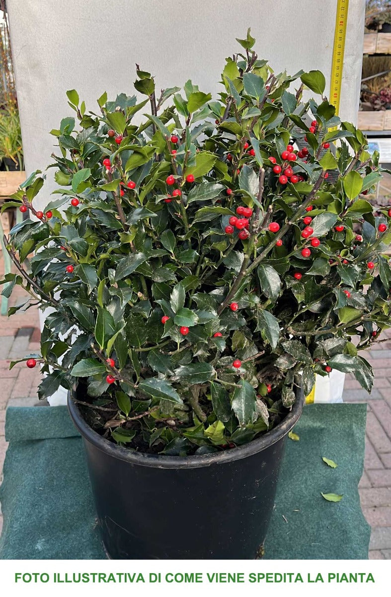 ILEX AGRIFOGLIO MESERVEAE BLUE MAID VASO 32CM