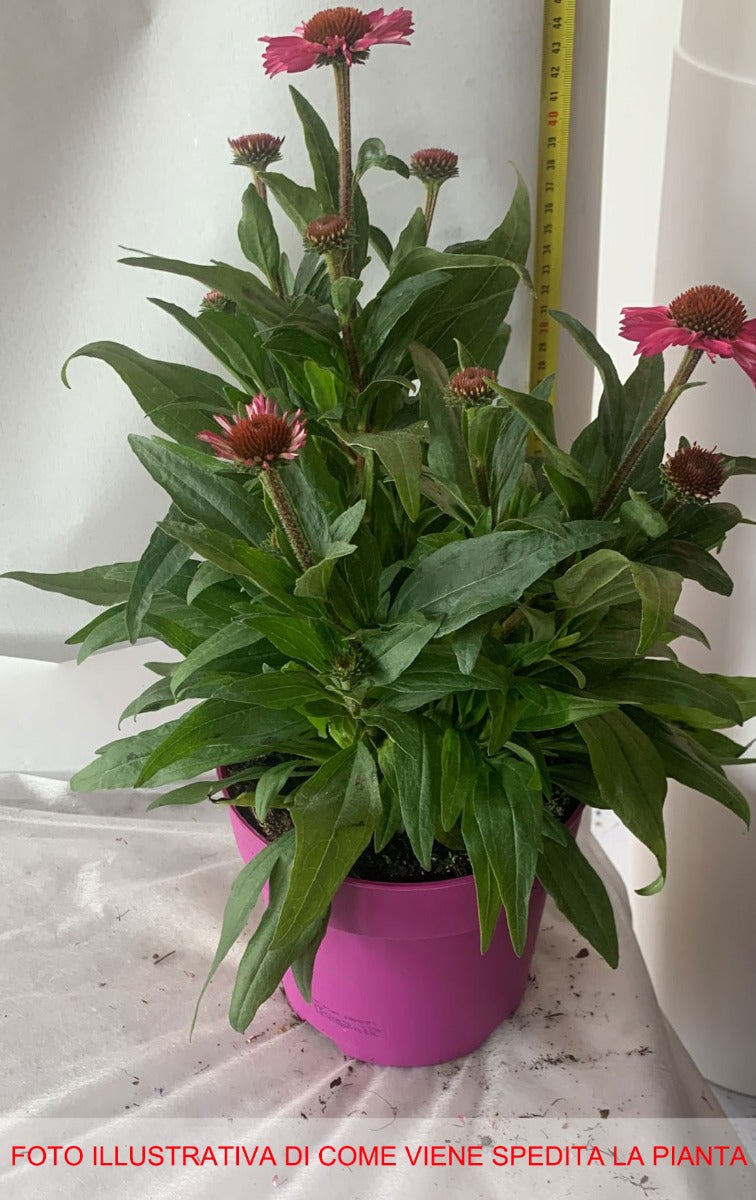 ECHINACEA PURPUREA VASO 19CM