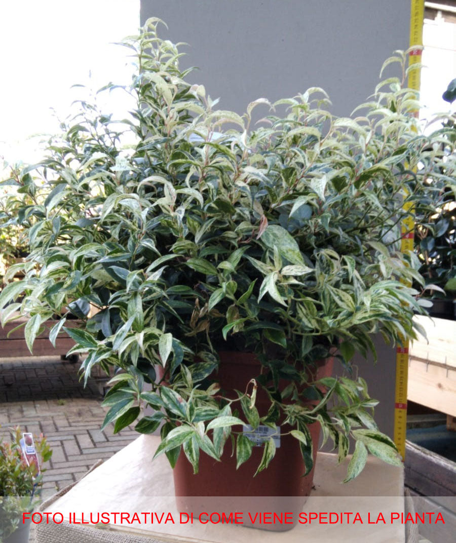LEUCOTHOE RAINBOW VASO 25CM