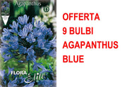 OFFERTA 9 BULBI DI AGAPANTHUS BLUE