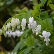 DICENTRA SPECTABILIS BIANCA CUOR DI MARIA IN VASO 18CM