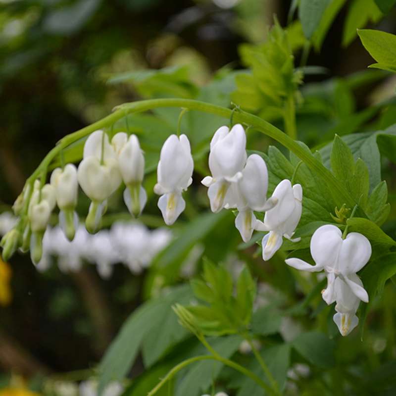 DICENTRA SPECTABILIS BIANCA CUOR DI MARIA IN VASO 18CM