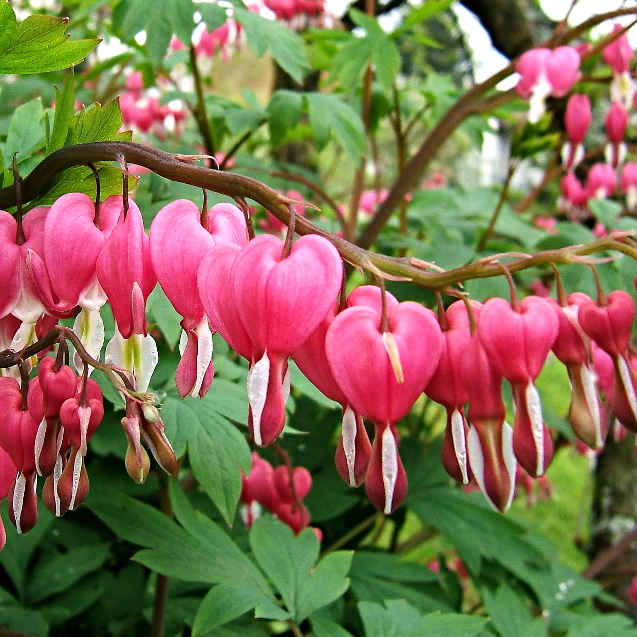 DICENTRA SPECTABILIS CUOR DI MARIA IN VASO 13CM