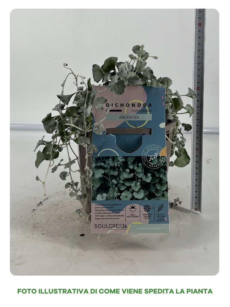 DICHONDRA IN VASO 16CM