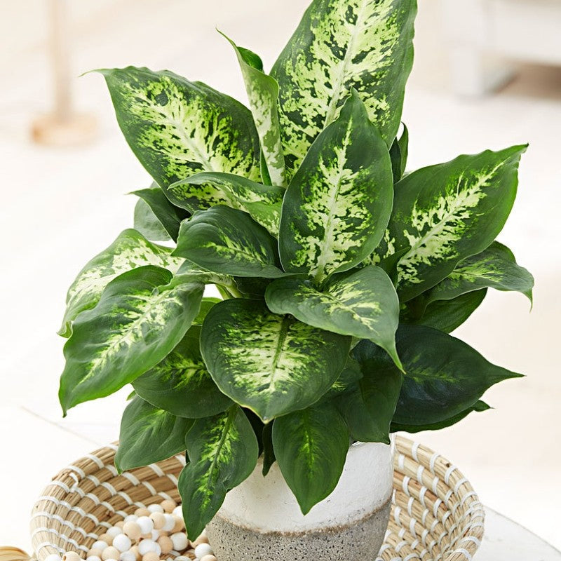 DIEFFENBACHIA VASO 17CM