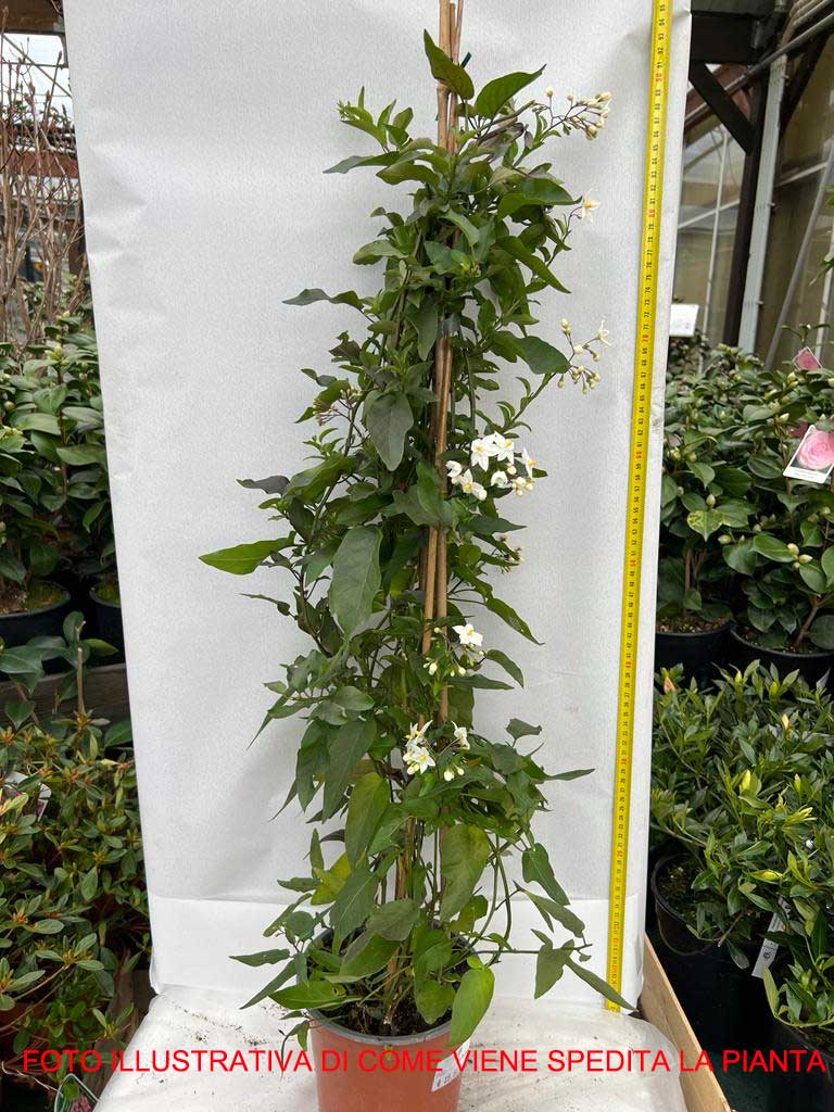 SOLANUM JASMINOIDES GELSOMINO DI NOTTE VASO 17CM