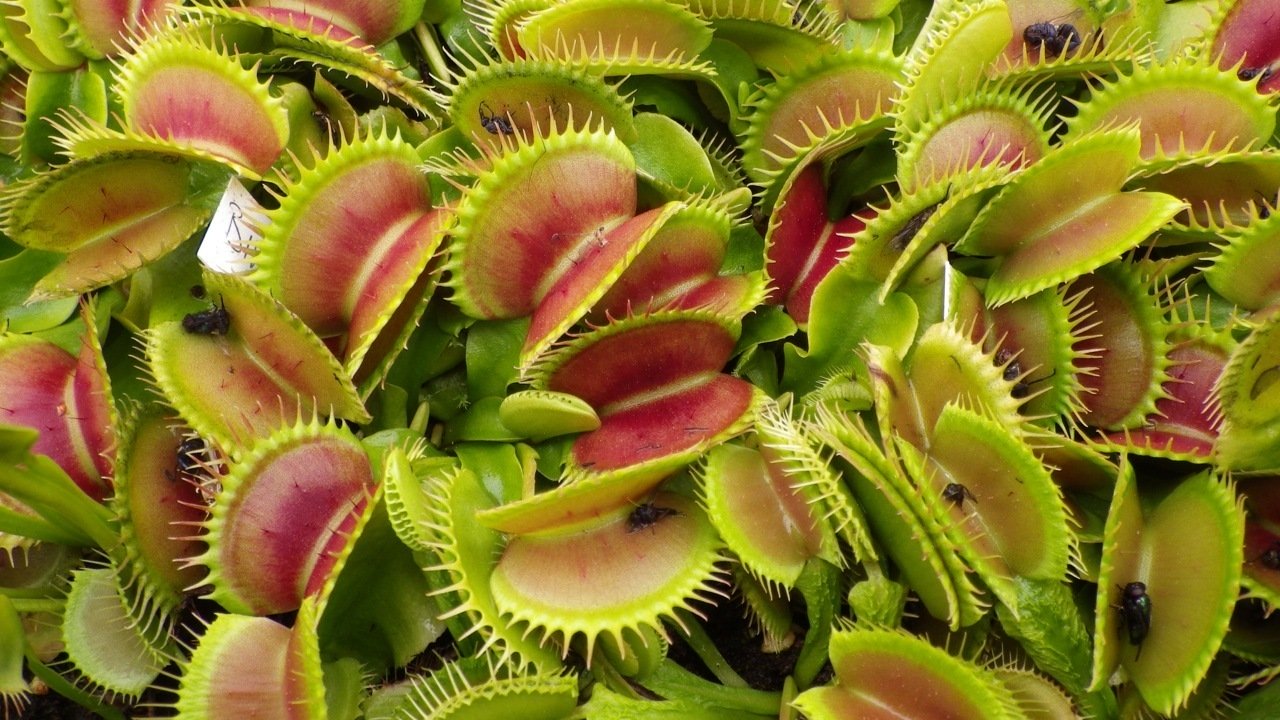 PIANTA CARNIVORA DIONEA MUSCIPULA VASO 6CM