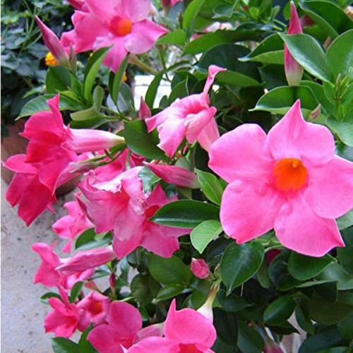 DIPLADENIA COLORE ASSORTITO VASO BASKET 18CM