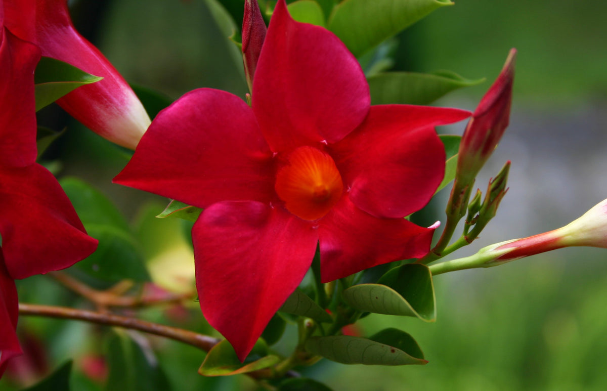 DIPLADENIA ROSSA VASO 14CM