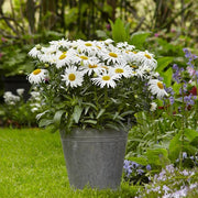 LEUCANTHEMUM SUPERBUM WHITE LION VASO 18CM