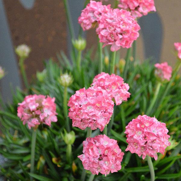 ARMERIA DRAEMERIA SWEET VASO 12CM