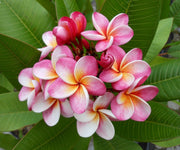 PLUMERIA POMELIA  DIVINE IN VASO 18CM