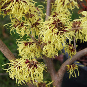 HAMAMELIS INTERMEDIA PALLIDA GIALLA VASO 23CM