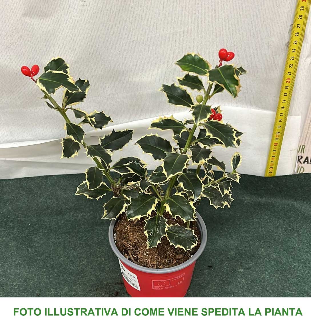 ILEX AGRIFOGLIO AQUIFOLIUM ARGENTEA MARGINATA VASO 12CM
