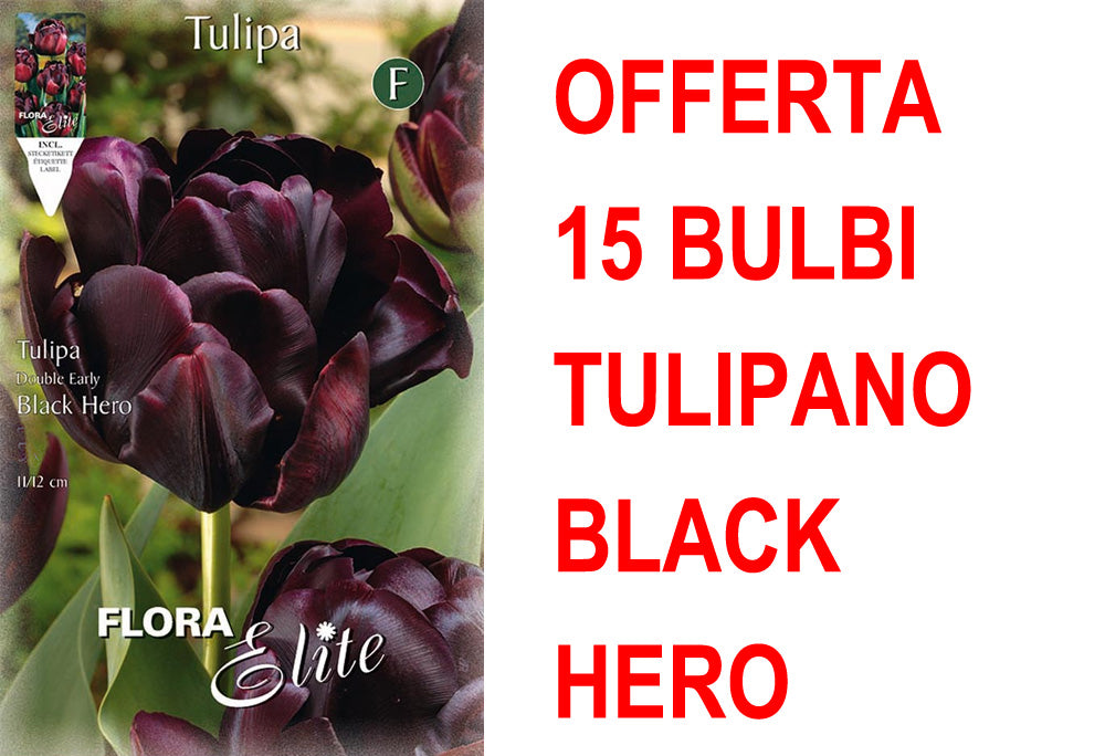 OFFERTA 15 BULBI TULIPANO A FIORE DOPPIO LATE BLACK HERO