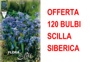 OFFERTA 120 BULBI SCILLA SIBERICA