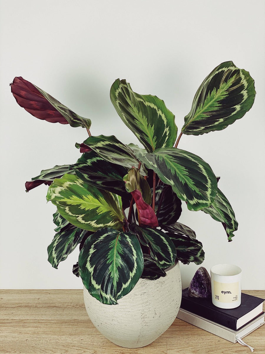 CALATHEA MEDAILLON IN VASO 15CM