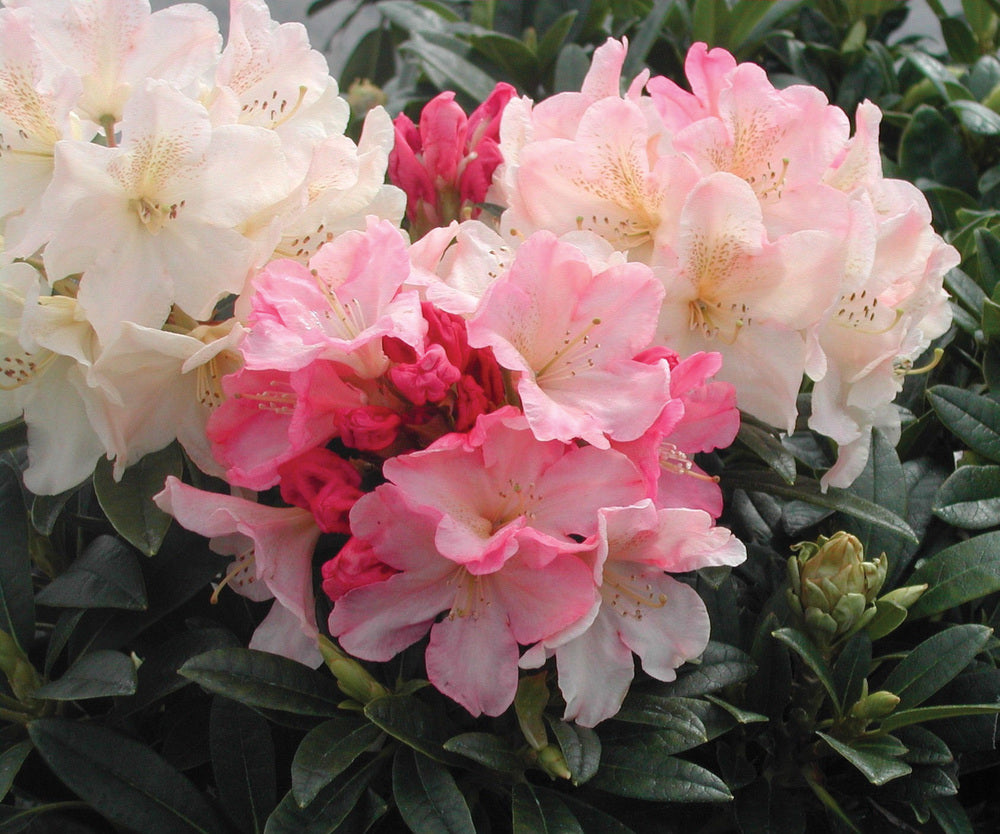 RODODENDRO PERCY WISEMAN BIANCO IN VASO 17CM