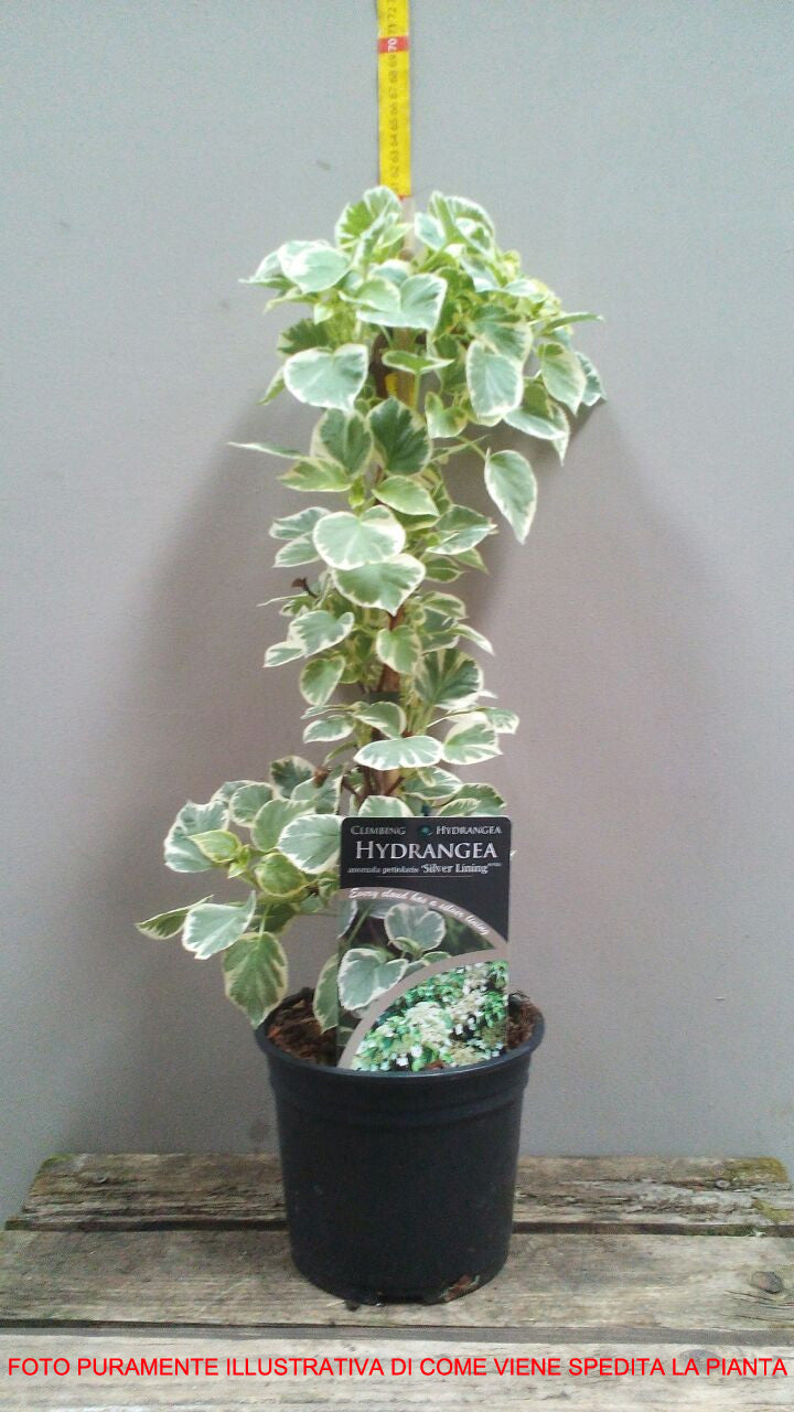 ORTENSIA HYDRANGEA ANOMALA PETIOLARIS SILVER LINING VASO 18CM
