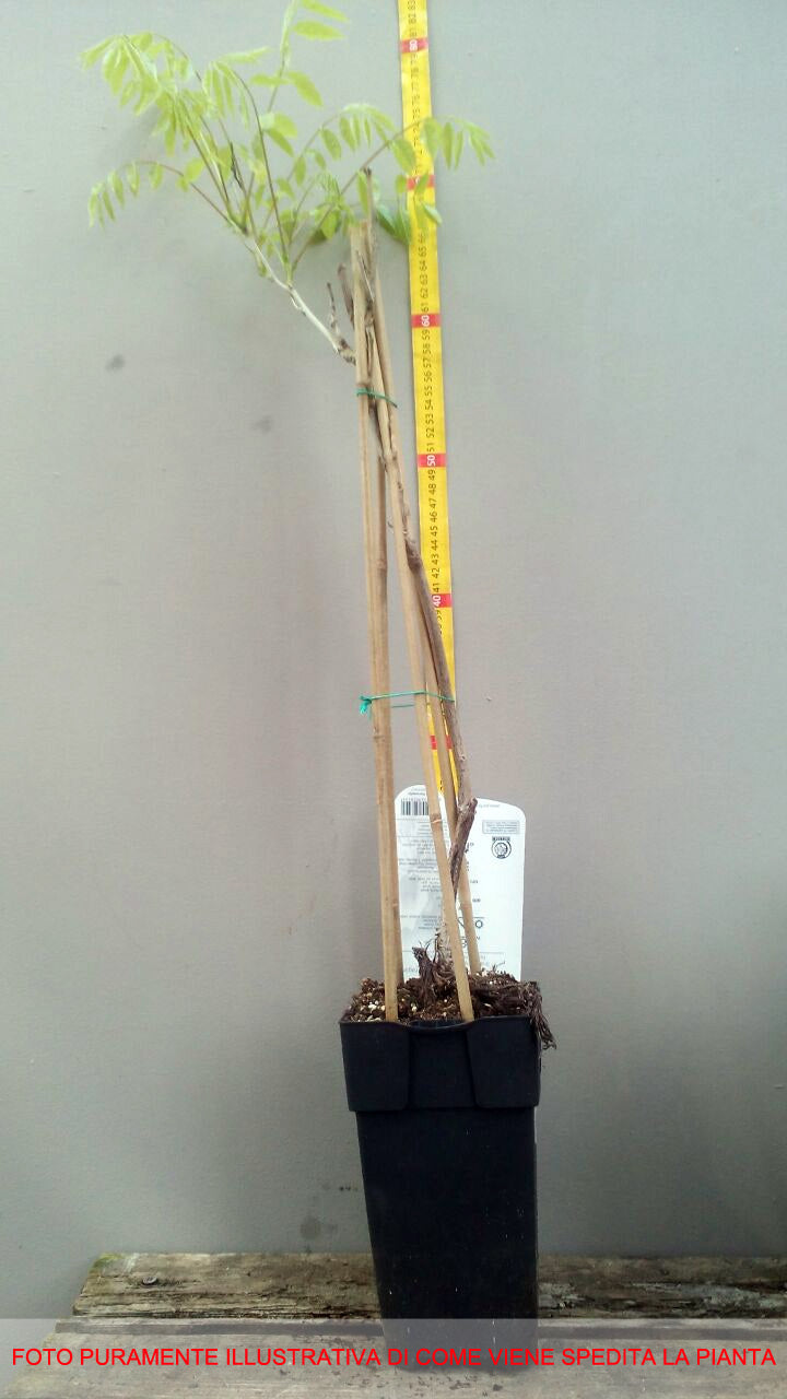 GLICINE WISTERIA FLORIBUNDA NAGA NODA VASO 15CM