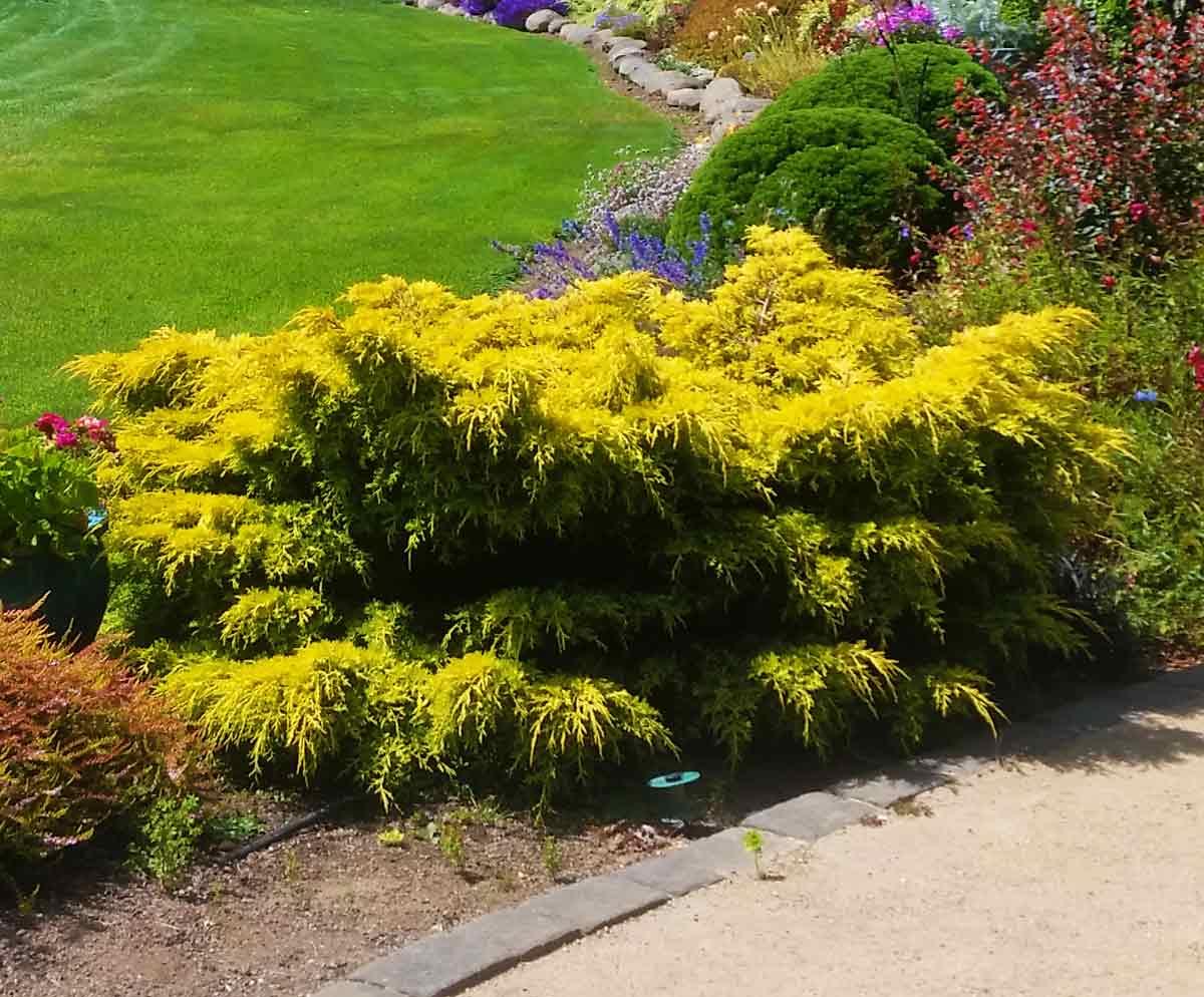JUNIPERUS GINEPRO GOLD STAR IN VASO 18CM