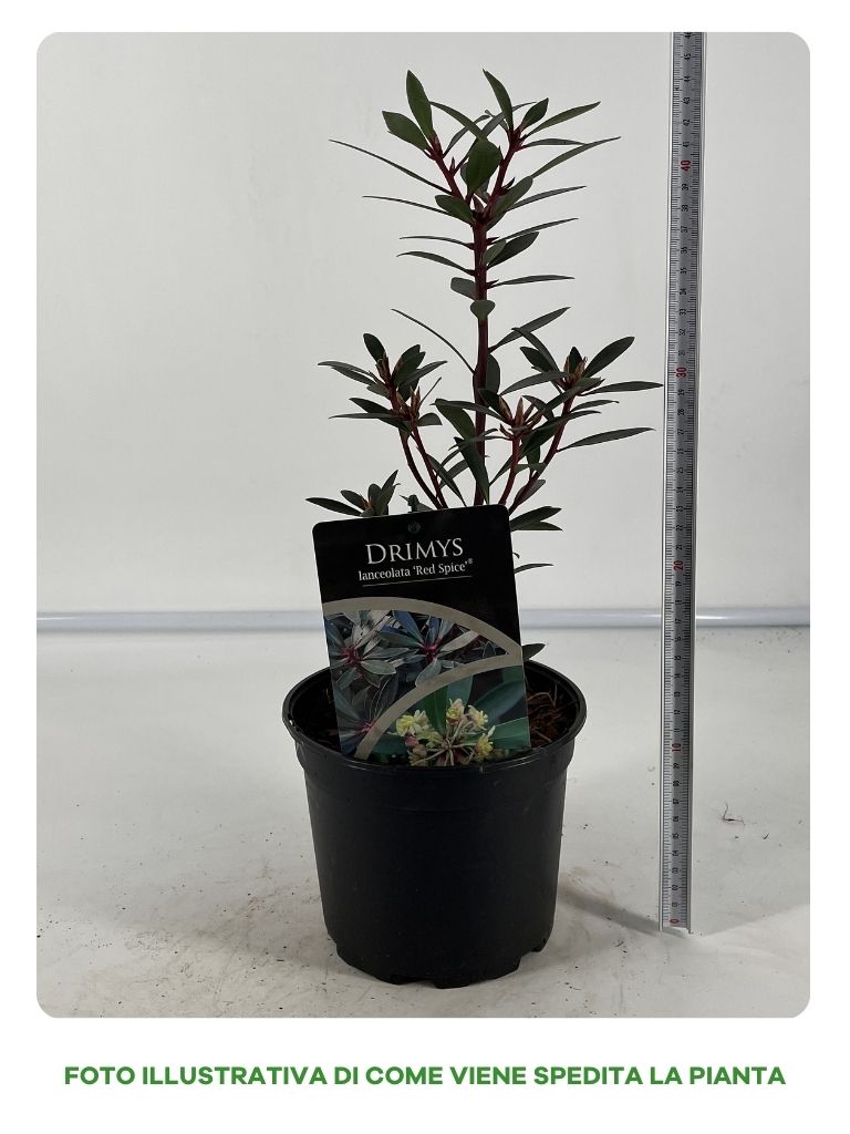 DRIMYS LANCEOLATA IN VASO 17CM
