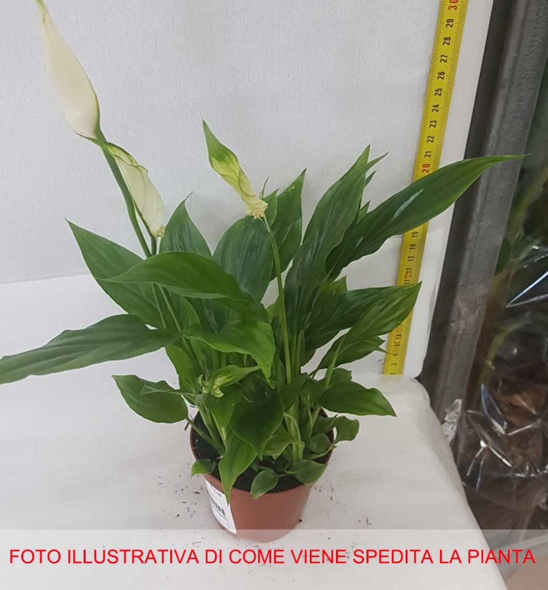 SPATHIPHYLLUM CHOPIN VASO 9CM