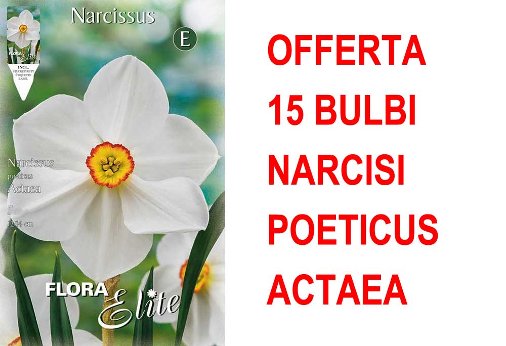 OFFERTA 15 BULBI NARCISO POETICUS ACTAEA