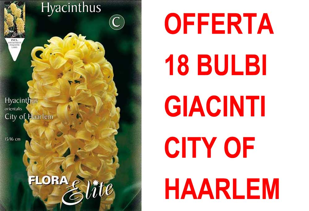 OFFERTA 18 BULBI GIACINTO CITY OF HAARLEM