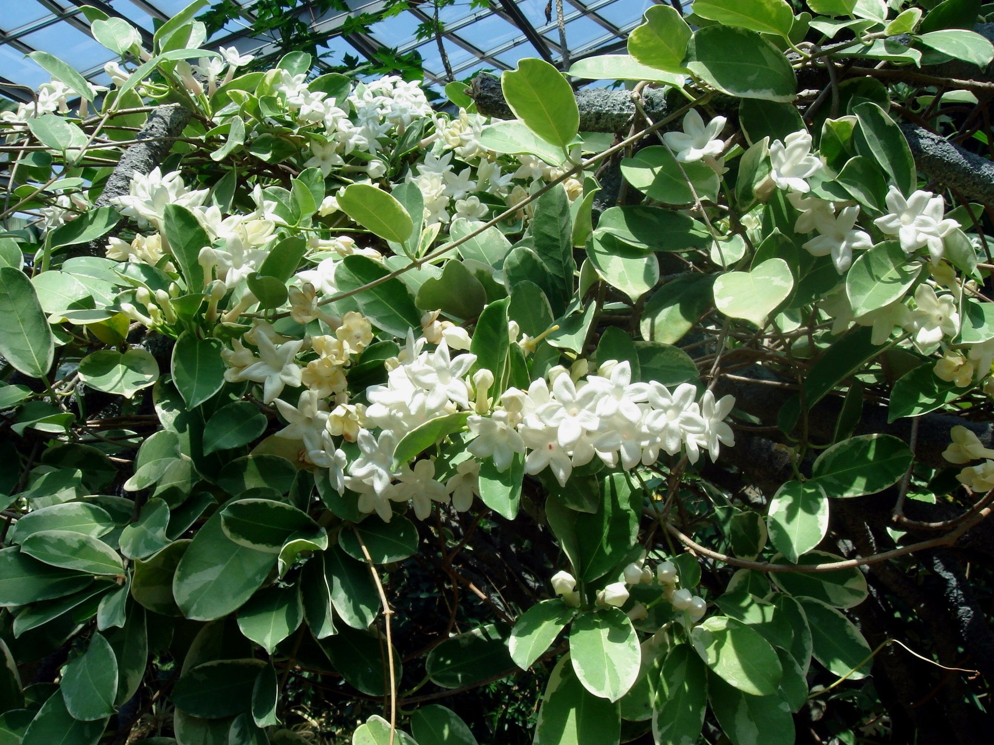 STEPHANOTIS FLORIBUNDA GELSOMINO DEL MADAGASCAR IN VASO 12CM
