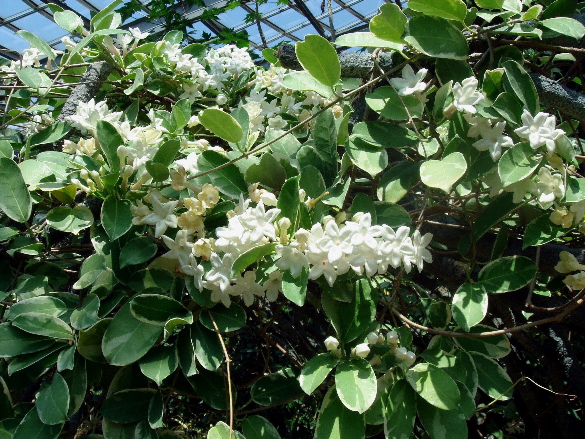 STEPHANOTIS FLORIBUNDA GELSOMINO DEL MADAGASCAR IN VASO 12CM