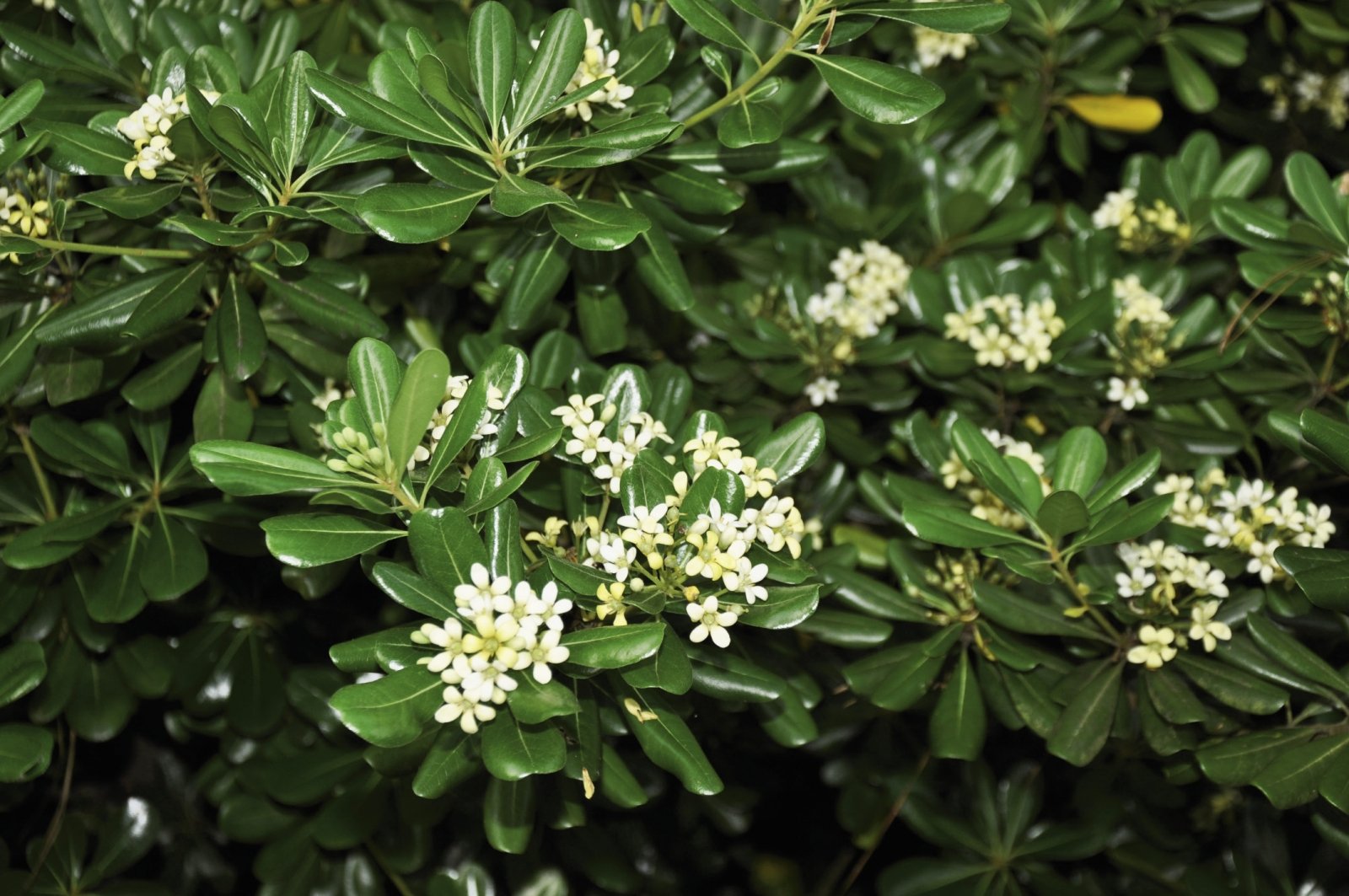 PITTOSPORUM PITTOSPORO TOBIRA VASO 24CM