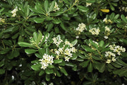 PITTOSPORUM PITTOSPORO TOBIRA VASO 18CM