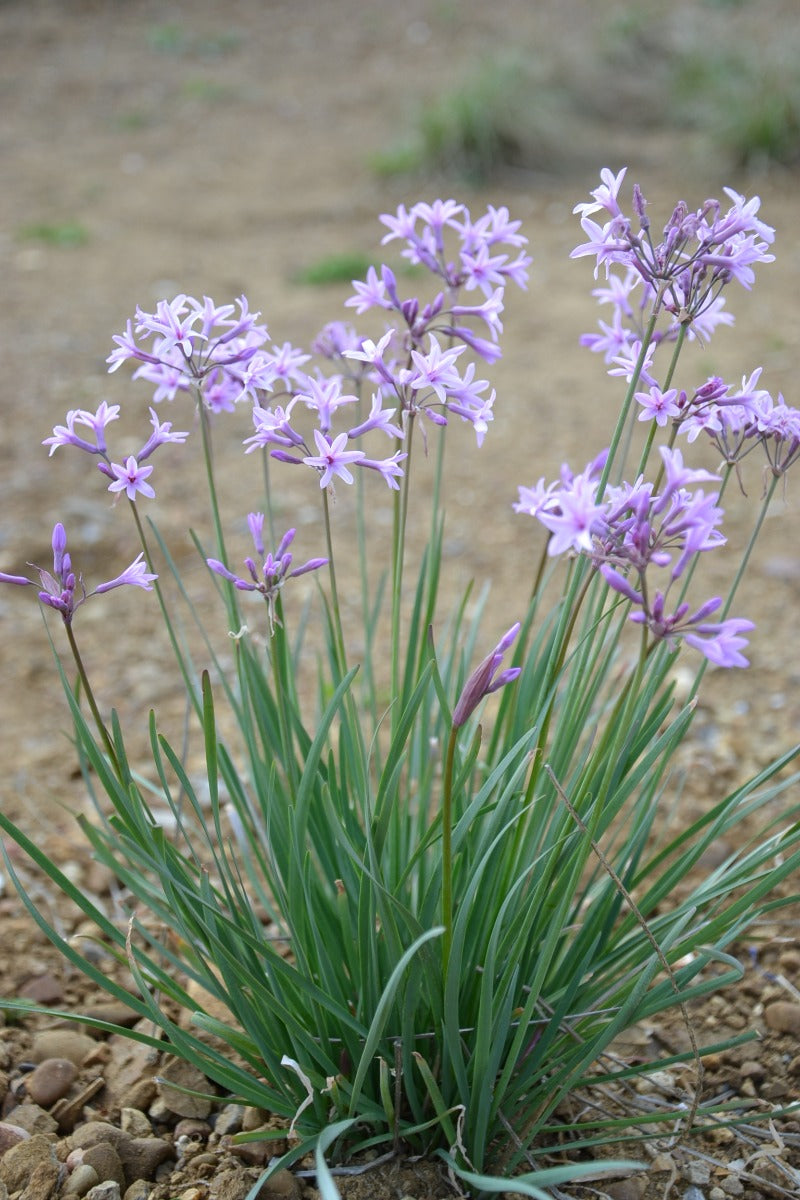 TULBAGHIA VIOLACEA DARK STAR IN VASO 19CM