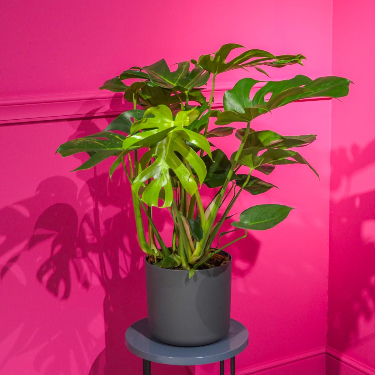 Philodendron Monstera en pot de 25 cm avec un choix de cache-pots.