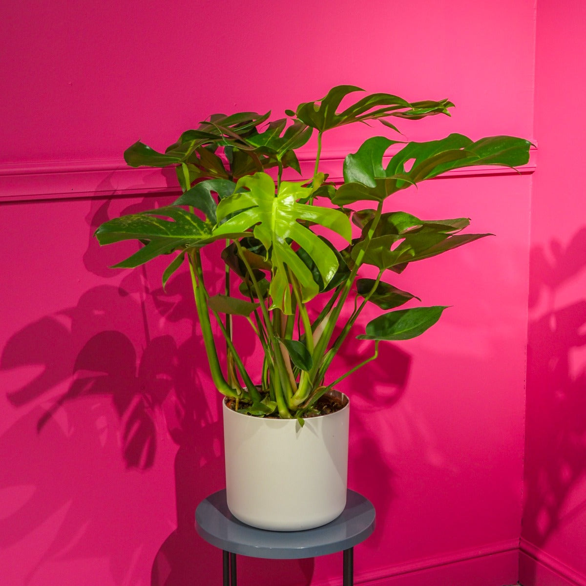 Philodendron Monstera en pot de 25 cm avec un choix de cache-pots.