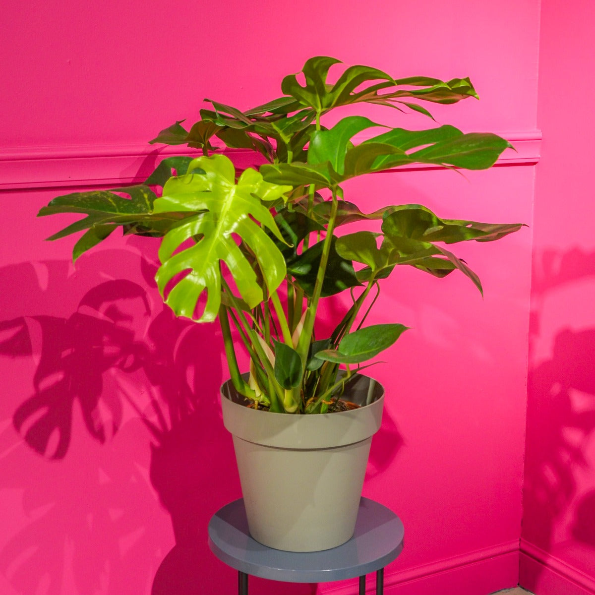 PHILODENDRON MONSTERA IN VASO 25CM + COPRIVASO A SCELTA