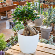 BONSAI FICUS GINSENG IN VASO 20CM