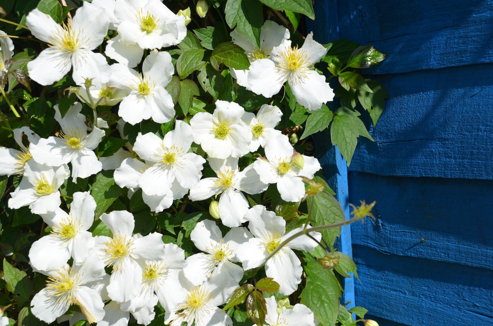 CLEMATIDE MONTANA GRANDIFLORA VASO 16CM