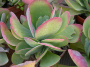 KALANCHOE THYRSIFLORA IN VASO 17CM