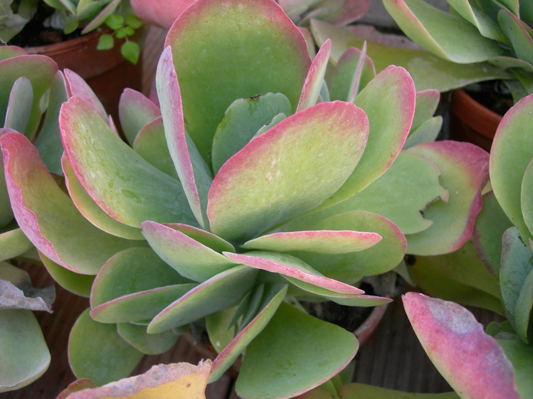 KALANCHOE THYRSIFLORA IN VASO 17CM