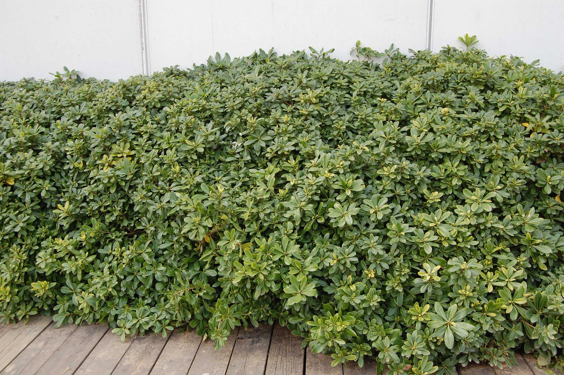 PITTOSPORUM PITTOSPORO TOBIRA VASO 24CM