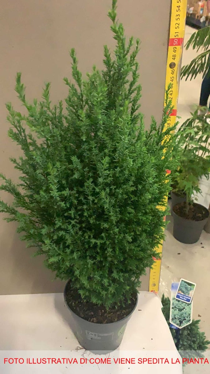 CHAMAECYPARIS LAWSONIANA ELLWOODII VASO 13CM