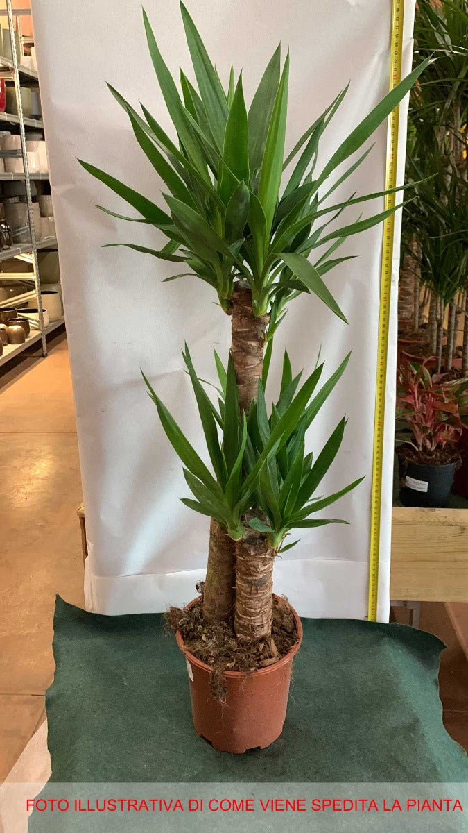 YUCCA VASO 19CM H85CM