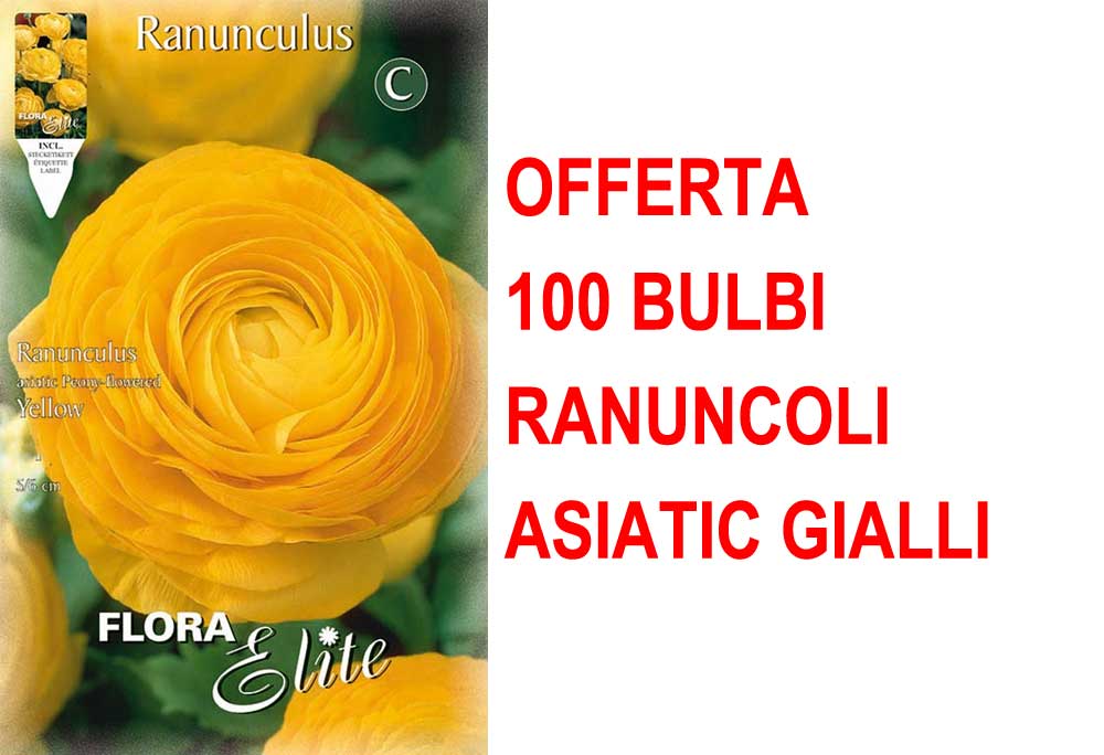OFFERTA 100 BULBI RANUNCOLO ASIATIC YELLOW