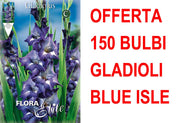 OFFERTA 150 BULBI GLADIOLI A FIORI GRANDI BLUE ISLE