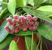 HOYA MEMORIA FIORE DI CERA VASO 14CM