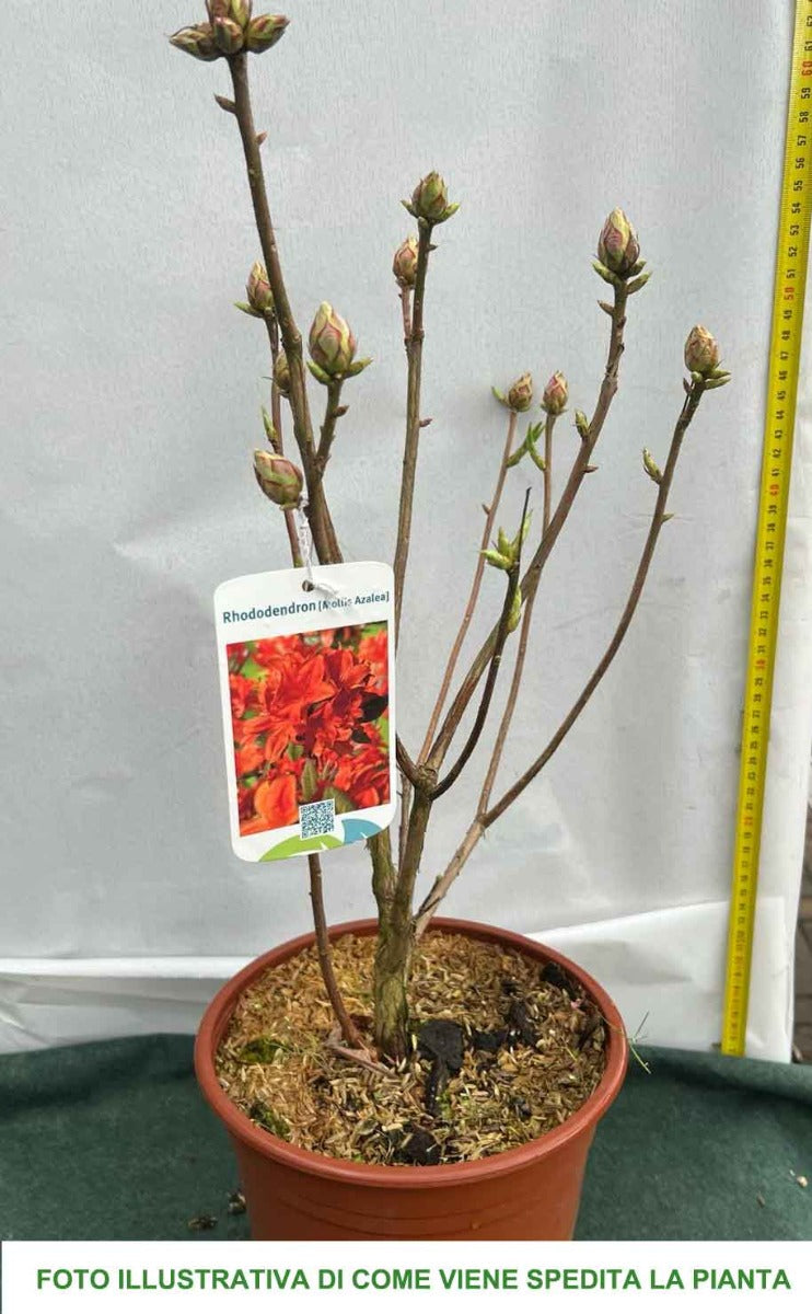 AZALEA MOLLIS ARANCIONE IN VASO 17CM