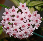 HOYA CARNOSA TRICOLOR FIORE DI CERA VASO 11CM